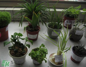 春天種什么植物？春天適合種什么植物？