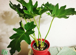 春天種什么植物？春天適合種什么植物？
