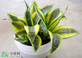 春天種什么植物？春天適合種什么植物？