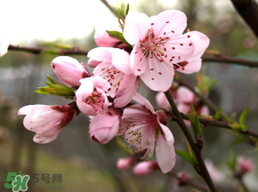 四月份還有桃花嗎？桃花幾月份開？