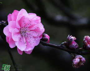 四月份還有桃花嗎？桃花幾月份開？