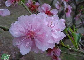 四月份還有桃花嗎？桃花幾月份開？
