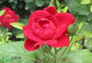 春天可以種玫瑰嗎？春天適合種玫瑰嗎？