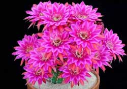 四月份開(kāi)什么花？四月份什么花開(kāi)？