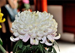 清明節(jié)掃墓買(mǎi)什么顏色菊花？清明節(jié)上墳用什么顏色菊花？