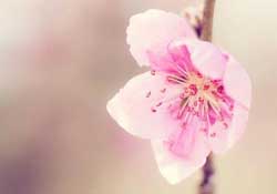 四月份還有桃花嗎？桃花幾月份開(kāi)？