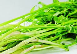 吃野芹菜會(huì)中毒嗎？吃野芹菜中毒了怎么辦？