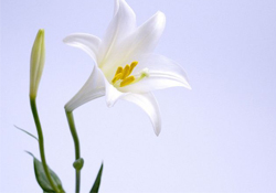 清明節(jié)上墳可以帶百合花嗎？清明節(jié)掃墓能用百合花嗎？