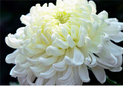 清明節(jié)掃墓為什么用菊花？清明節(jié)上墳為什么要送菊花？