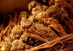 春天可以吃當歸嗎？春天吃當歸上火嗎？