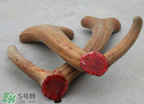 ?春天可以吃鹿茸嗎？鹿茸什么季節(jié)吃最合適？