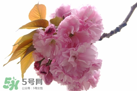 春分是春天的開始嗎？春分是春天來(lái)的意思嗎？