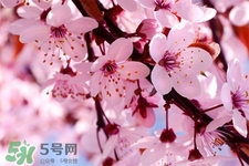 春分是春天的開始嗎？春分是春天來(lái)的意思嗎？