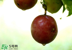 春天能吃百香果嗎？春天吃百香果好嗎？