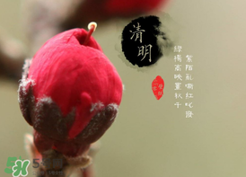 清明節(jié)為什么要吃清明果？為什么清明節(jié)要吃清明果？
