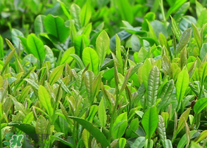 清明茶什么時候采？采清明茶什么時候結束？