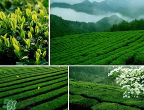清明茶什么時候采？采清明茶什么時候結束？