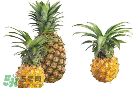 菠蘿可以吸甲醛嗎？菠蘿可以除甲醛嗎？