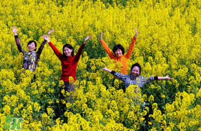 四月份還有油菜花嗎？4月份還有油菜花嗎？