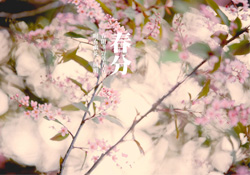春分是春天的開始嗎？春分是春天來的意思嗎？