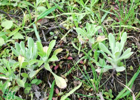 清明菜是什么菜？清明菜是艾草嗎？