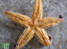海星怎么吃？海星能吃嗎？