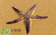 海星怎么吃？海星能吃嗎？