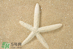 海星怎么吃？海星能吃嗎？