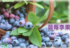 藍莓李果是假的嗎？火車上的藍莓李果是真的嗎？