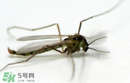 蚊蟲叮咬會(huì)傳播艾滋病嗎？蚊蟲會(huì)傳染乙肝嗎？