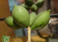 檳榔為什么會上癮？檳榔上癮怎么戒？