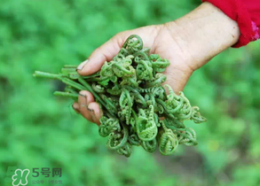 糖尿病能吃蕨菜嗎？糖尿病可以吃蕨菜嗎？