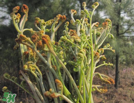 糖尿病能吃蕨菜嗎？糖尿病可以吃蕨菜嗎？