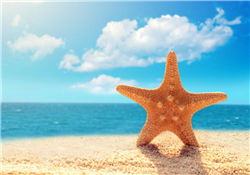 海星怎么吃？海星能吃嗎？