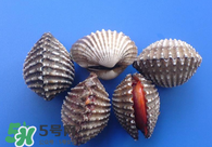 泥蚶怎么讀？泥蚶做法