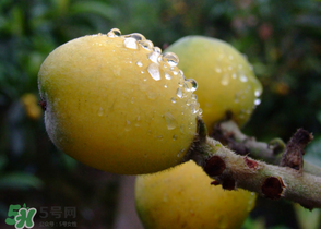糖尿病能吃枇杷嗎？糖尿病人能吃枇杷嗎？