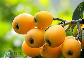 寶寶感冒可以吃枇杷嗎？寶寶感冒能吃枇杷嗎？