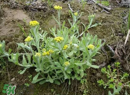 清明菜什么時(shí)候有？清明菜什么時(shí)候吃？