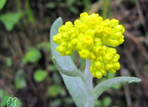 清明菜開花了能不能吃？清明菜怎么吃？