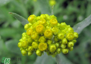 清明菜開花了能不能吃？清明菜怎么吃？
