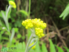 清明菜開花了能不能吃？清明菜怎么吃？