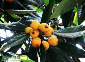 枇杷樹(shù)幾年結(jié)果？枇杷樹(shù)為什么不結(jié)果？