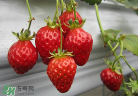 枇杷和草莓能一起吃嗎？枇杷能和草莓能一起吃嗎？
