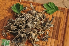 艾草可以治療濕疹嗎？艾葉如何治療濕疹？