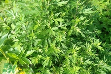 艾草可以治療濕疹嗎？艾葉如何治療濕疹？