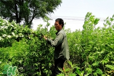 艾草可以治腳氣嗎？艾草泡腳能治腳氣嗎？