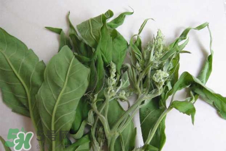 艾草吃了有什么好處？艾草吃多了會怎樣？