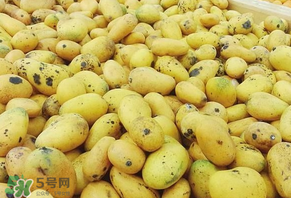 芒果爛了一點能吃嗎？芒果爛了一半還能吃嗎？