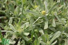 艾草可以治痛經(jīng)嗎？艾草能治月經(jīng)不調(diào)嗎？