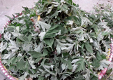 艾草可以治感冒嗎？艾草如何治療感冒？